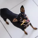 Nothin’ to Hide Small Twist Stix – Peanut Butter Dog Treats 65g