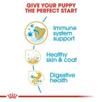 Royal Canin Golden Retriever Puppy 12 Kg Breed Health Nutrition